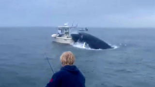 Τρομακτικό βίντεο: Φάλαινα βούλιαξε βάρκα με ψαράδες!