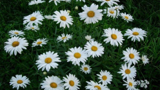 Η φαρσοκωμωδία δεν έχει τελειωμό στο ελληνικό ποδόσφαιρο