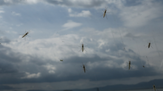 Αεροψεκασμοί κατά των κουνουπιών σε Θεσσαλονίκη και Ημαθία-Πότε ξεκινούν