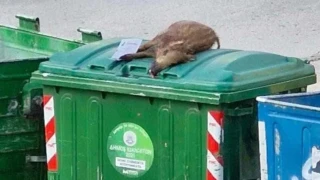 Ιωάννινα: Σκότωσε αγριογούρουνο και το παράτησε σε... κάδο σκουπιδιών