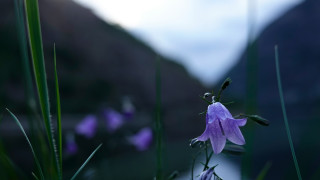 Ποιο είναι το λουλούδι που εξαφανίστηκε πριν από 108 χρόνια