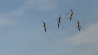 Ιός του Δυτικού Νείλου: Ο ΕΟΔΥ καλεί τους πολίτες να προφυλαχθούν από τα κουνούπια