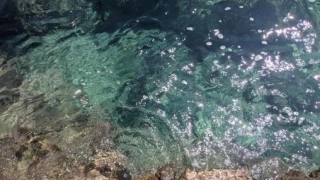 Μέγαρα: Έπνιξαν σκύλο στη θάλασσα δένοντάς του πέτρα στον λαιμό