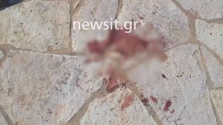 Μεσσηνία: Ροτβάιλερ επιτέθηκε σε οικογένεια-Κατασπάραξε το σκυλάκι τους