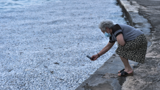 Βόλος: Αδιανόητα βίντεο με τα νεκρά ψάρια- Κάλυψαν την θάλασσα!