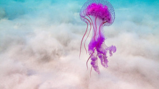 «Εισβολή» από μέδουσες: 7.500 λουόμενοι ζήτησαν ιατρική βοήθεια