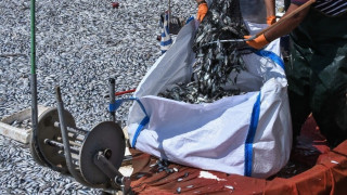 Βόλος: Έρευνα για τα ψάρια ζήτησε η εισαγγελέας