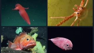 Δύτες ανακάλυψαν 20 σπάνια θαλάσσια πλάσματα