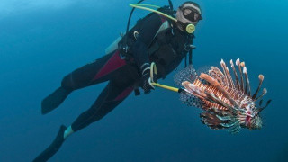 Λεοντόψαρα στη Ρόδο - Τι λένε οι ειδικοί για την επικινδυνότητά του