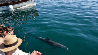 Θερμαϊκός: Κοπάδι δελφινιών «καλημέρισε» τους περαστικούς Θεσσαλονικείς
