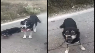 Λευκάδα: Ιερέας αλυσόδεσε δύο σκυλιά και τα έσερνε από το βανάκι του