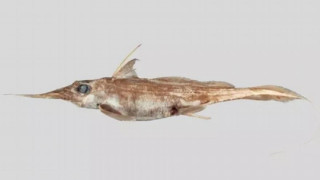 Νέα Ζηλανδία: Ανακαλύφθηκε νέο είδος «καρχαρία φάντασμα»