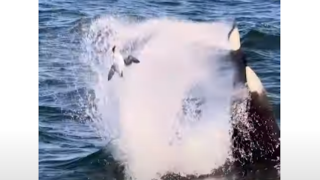 Όρκα διδάσκει... κυνήγι και εκτοξεύει θαλασσοπούλι στον αέρα