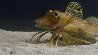 Ανακαλύφθηκε ψάρι που έχει φτερά πουλιού και πόδια καβουριού