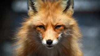 Θεσσαλονίκη: Αλεπού έκανε βόλτες στο πάρκο των δικαστηρίων