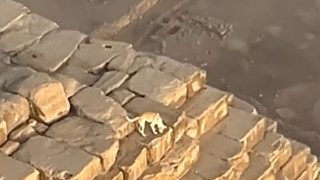 Απίστευτο και όμως αληθινό! Σκύλος βρέθηκε στην κορυφή της Πυραμίδας της Γκίζας (vid)