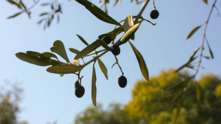 Το δικό του λάδι ετοιμάζεται να βγάλει ο δήμος Θεσσαλονίκης