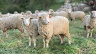 «Λουκέτο» για δέκα ημέρες στα σφαγεία όλης της χώρας - Ποιος ο λόγος