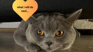 Siba: Ο γάτος influencer από τη Θεσσαλονίκη με εκατομμύρια προβολές σε Instagram και Tik Tok