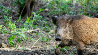 Θεσσαλονίκη: Επιχείρηση απομάκρυνσης αγριογούρουνων στις Συκιές