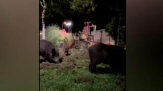 Θεσσαλονίκη: Αγριογούρουνα κόβουν βόλτες σε παιδική χαρά!