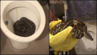 Πύθωνες εισέβαλαν στην τουαλέτα οικίας δύο φορές μέσα σε μία εβδομάδα
