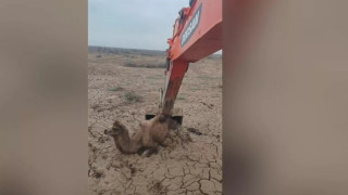 Εκσκαφέας ξεκόλλησε καμήλα που εγκλωβίστηκε στην άμμο!