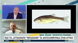 Αττική: Πώς το αττικόψαρο εμποδίζει τα αντιπλημμυρικά έργα