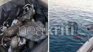 Κρήτη: Γέμισε με νεκρά ποντίκια το λιμάνι του Ηρακλείου