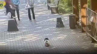 Skater προκάλεσε αδιανόητο δυστύχημα: Σκότωσε ηλικιωμένο και παραλίγο να... πνίξει τον σκύλο του