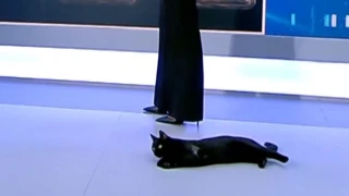 Εισβολή... μαυρόγατας στο πλατό του ΣΚΑΪ