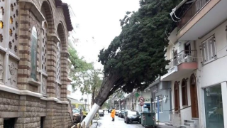 Θεσσαλονίκη: Δέντρο προσγειώθηκε σε μπαλκόνι πολυκατοικίας