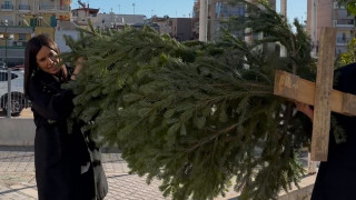 Νεφέλη Χατζηιωαννίδου: Δωρεά Χριστουγεννιάτικων Δέντρων σε φορείς της Θεσσαλονίκης