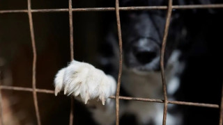 Κυκλώματα επαιτείας εκμεταλλεύονται σκυλάκια – «Μη δίνετε χρήματα» λέει η ΑΡΣΙΣ