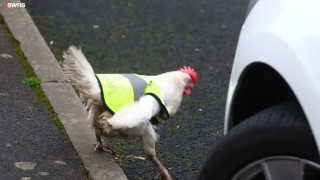 Κότα απέκτησε μπουφάν για να... περνά άφοβα τον δρόμο
