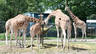 Επιστήμονες στις ΗΠΑ εισηγούνται στους ζωολογικούς κήπους να σκοτώνουν τα ζώα πριν γεράσουν