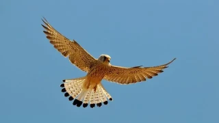 Θεσσαλονίκη-Απίστευτες εικόνες: Γεράκι εγκλωβίστηκε σε βιτρίνα καταστήματος!