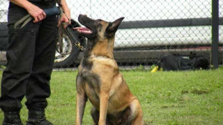 Ειδικά σκυλιά της αστυνομίας     ψάχνουν την Τούμπα