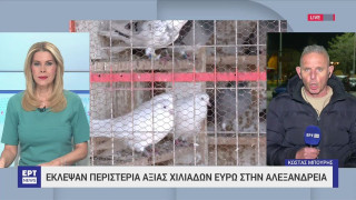 Έκλεψαν περιστέρια αξίας χιλιάδων ευρώ στην Ημαθία