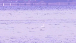 «Λίμνη των κύκνων» ο Θερμαϊκός - Το μοναδικό θέαμα στη Θεσσαλονίκη