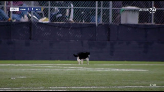 ΟΦΗ - Αστέρας: Γάτα κάνει τη βόλτα της στον αγωνιστικό χώρο!