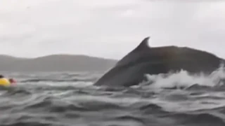 Φάλαινα κατάπιε άνδρα μαζί με το καγιάκ του!