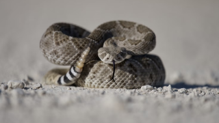 Ινδία: Ανακαλύφθηκε προϊστορικό φίδι... ενέδρας!