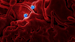 «Καμπανάκι» από ΠΟΥ για θανατηφόρα νόσο με ήδη 50 νεκρούς