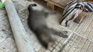 Θεσσαλονίκη: Ταυτοποιήθηκε ο δράστης που σκότωσε γάτες στη Τούμπα