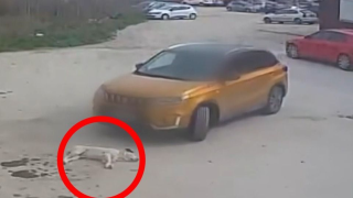 Θεσσαλονίκη: Οδηγός πάτησε σκυλάκι και το εγκατέλειψε!