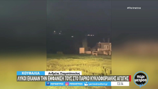 Θεσσαλονίκη: Λύκοι κυκλοφορούν ανενόχλητοι στα Κουφάλια