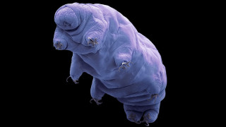 Αφού ο άνθρωπος καταστρέψει τον πλανήτη, ποιος θα είναι ο τελευταίος επιζών;