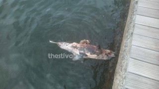 Θεσσαλονίκη:  Νεκρό  δελφίνι στη  Νέα  Παραλία (ΒΙΝΤΕΟ)