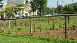 Εκδήλωση με τη συμμετοχή πολιτών στον τρύγο τού αστικού αμπελώνα